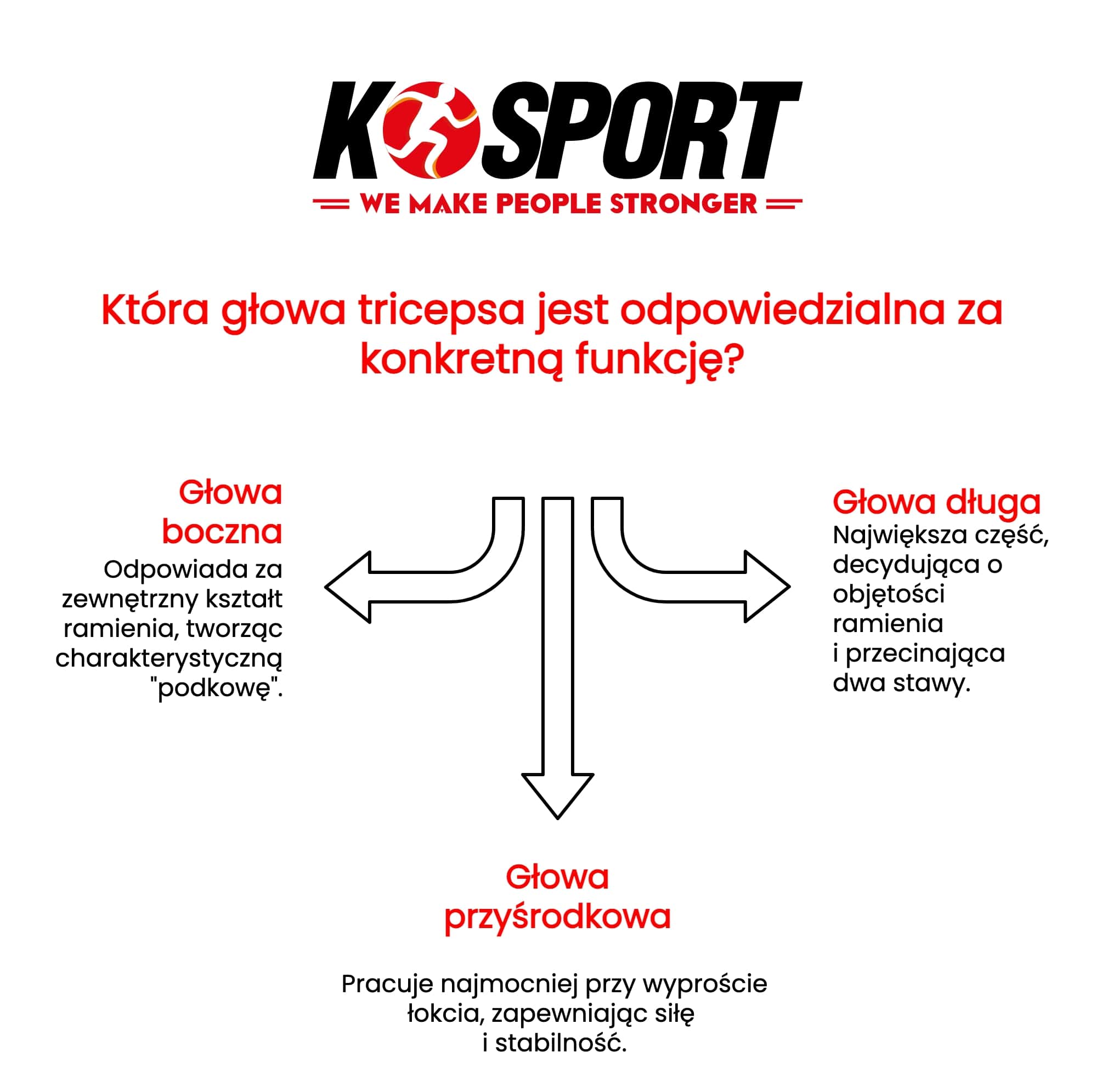 Anatomia tricepsa - głowa długa, boczna i przyśrodkowa. Ćwiczenia na triceps: wyciskanie hantla zza głowy i prostowanie na wyciągu.